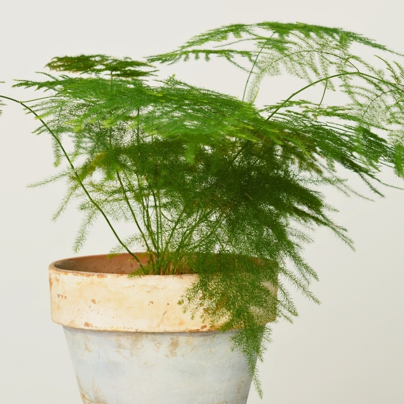 Ornamental Asparagus