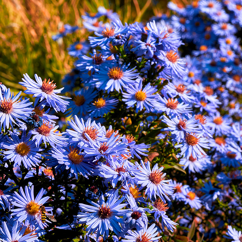 Violet, mauve, or purple Asters