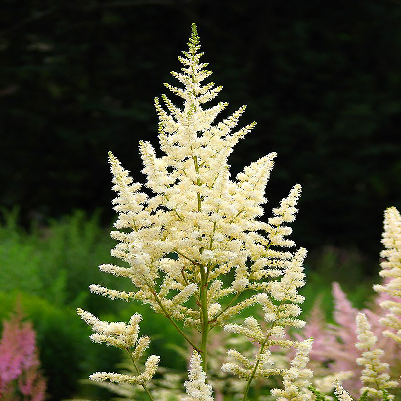 White Astilbe