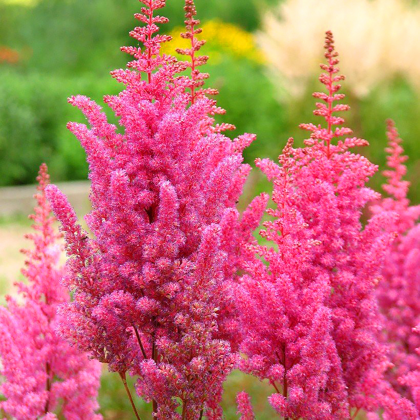 Pink Astilbe