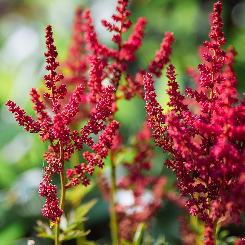 Red Astilbe