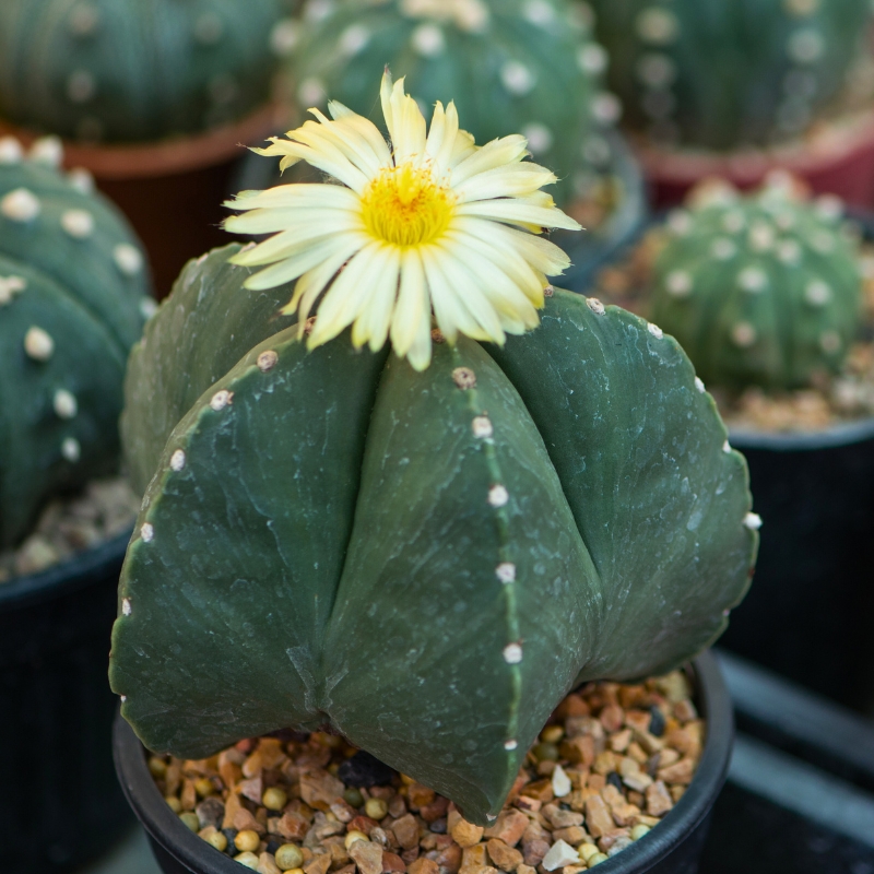 Astrophytum - Cactus