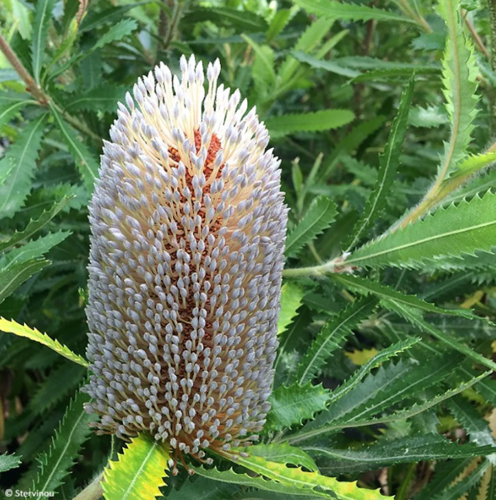 Banksia