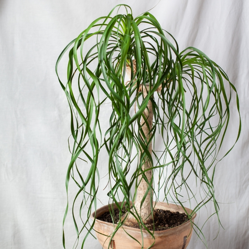 Ponytail palm - Beaucarnea