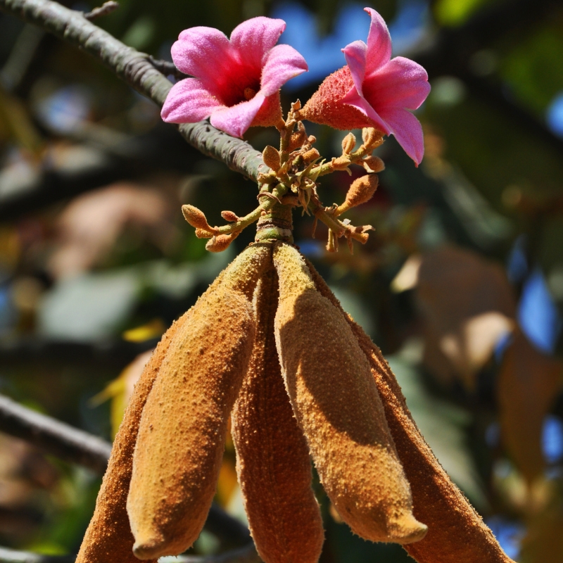 Brachychiton - Arbre Bouteille