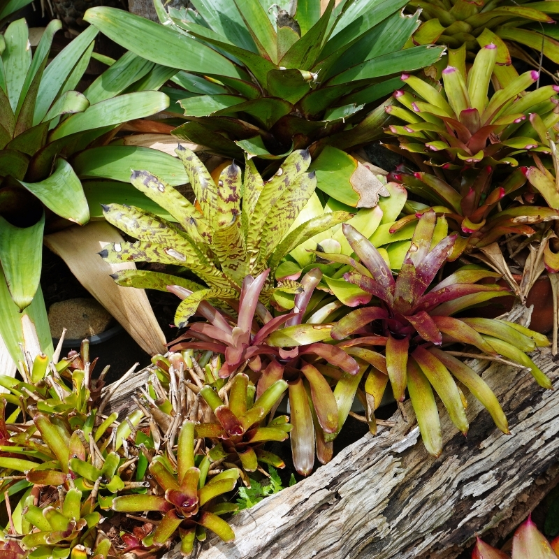Bromeliad house plant