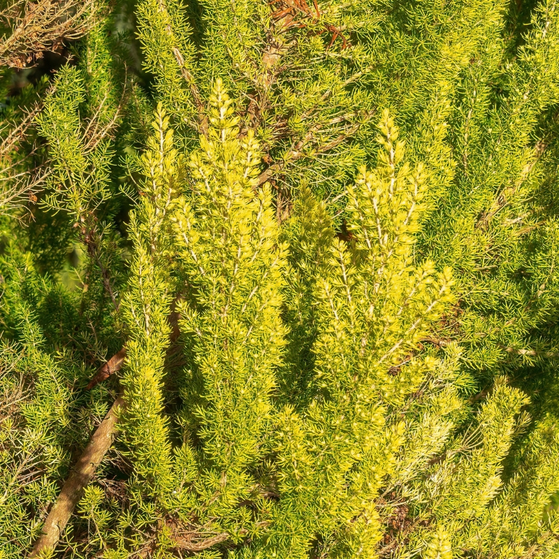 Golden-leaved heathers