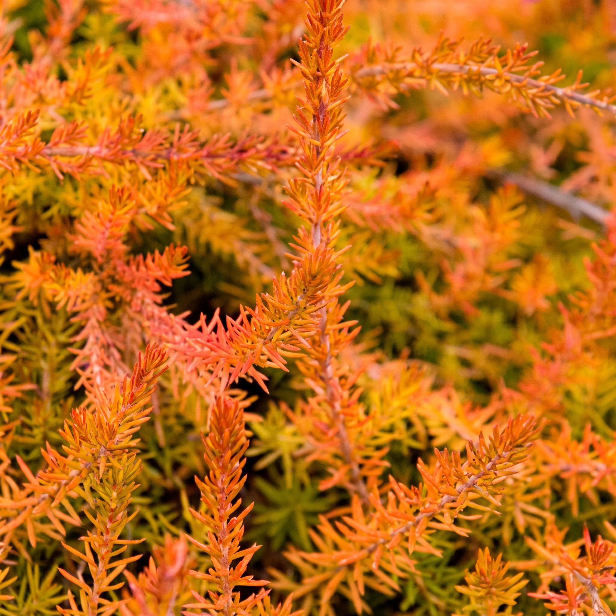 Heathers with orange, copper or bronze foliage