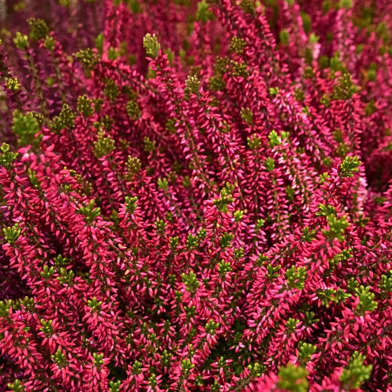 Red-flowered Heathers
