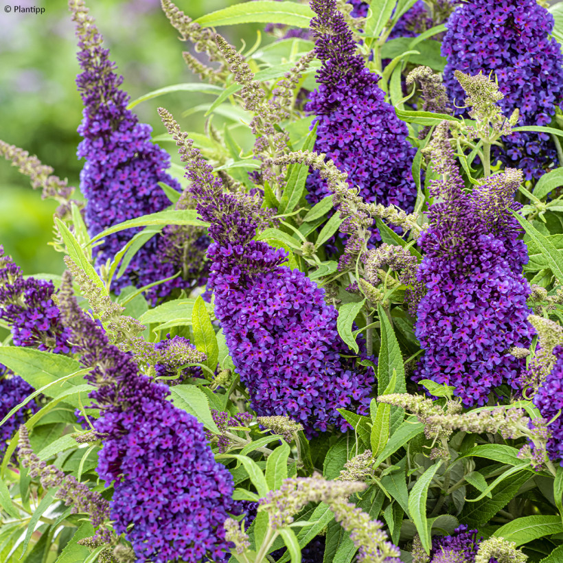 Purple or mauve Butterfly Bush