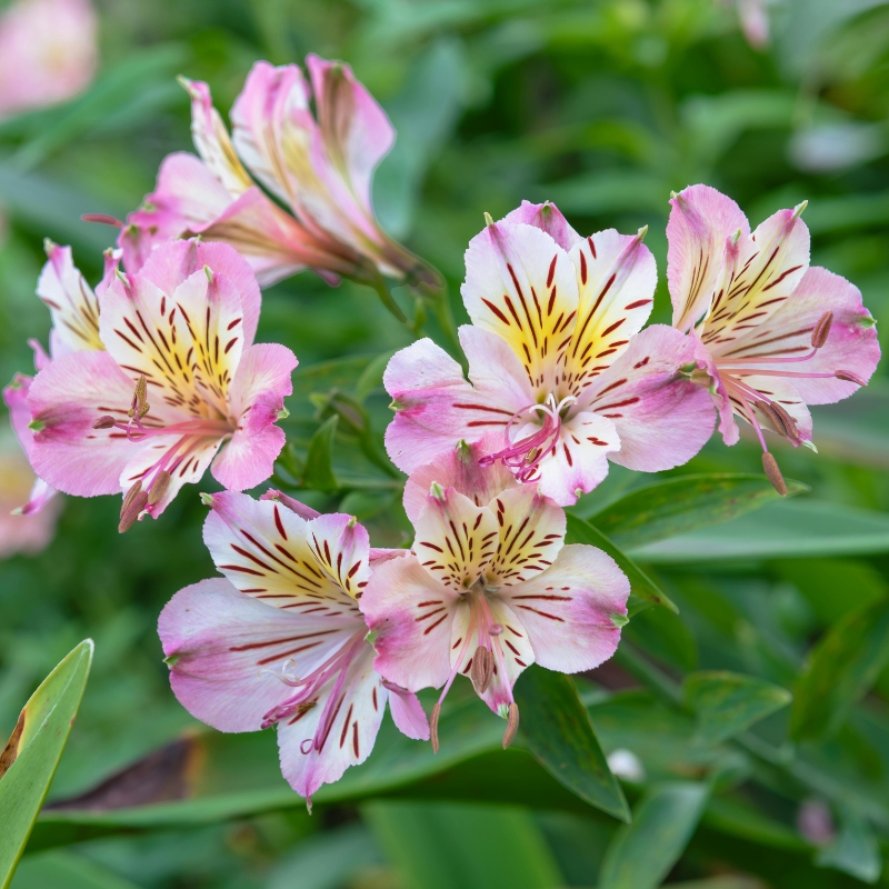 Summer bulbs in pink
