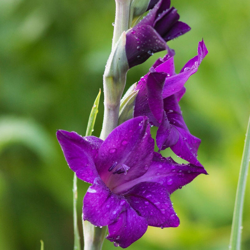 Summer bulbs in purple, mauve and violet