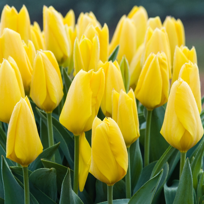 Yellow-flowering bulbs