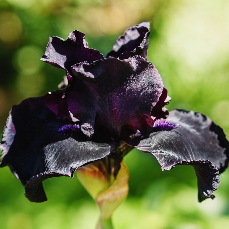 Black-flowering bulbs