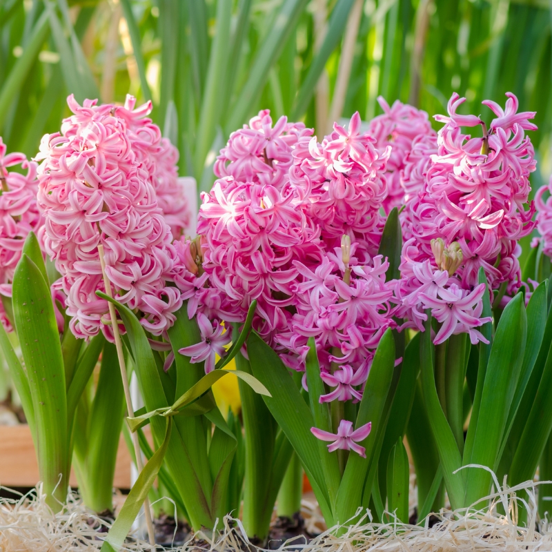 Pink-flowering bulbs