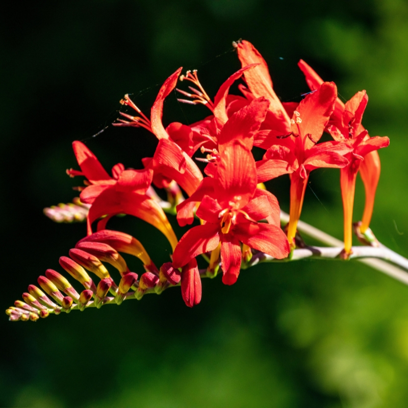 Red-flowering Bulbs