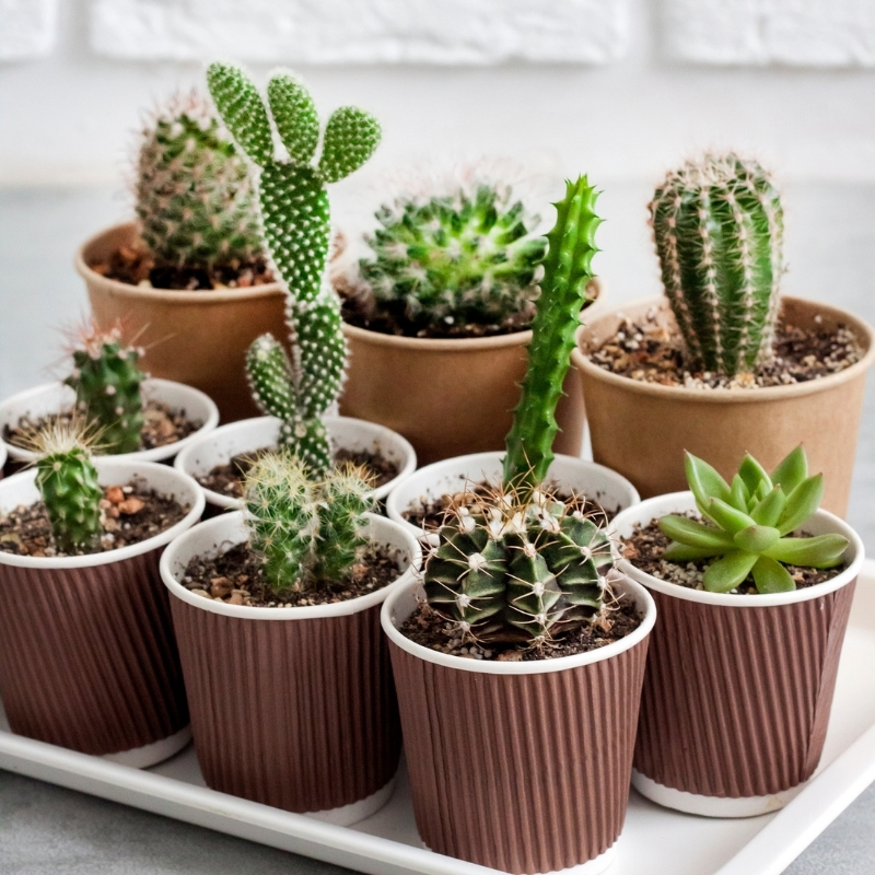 Indoor cacti and succulents