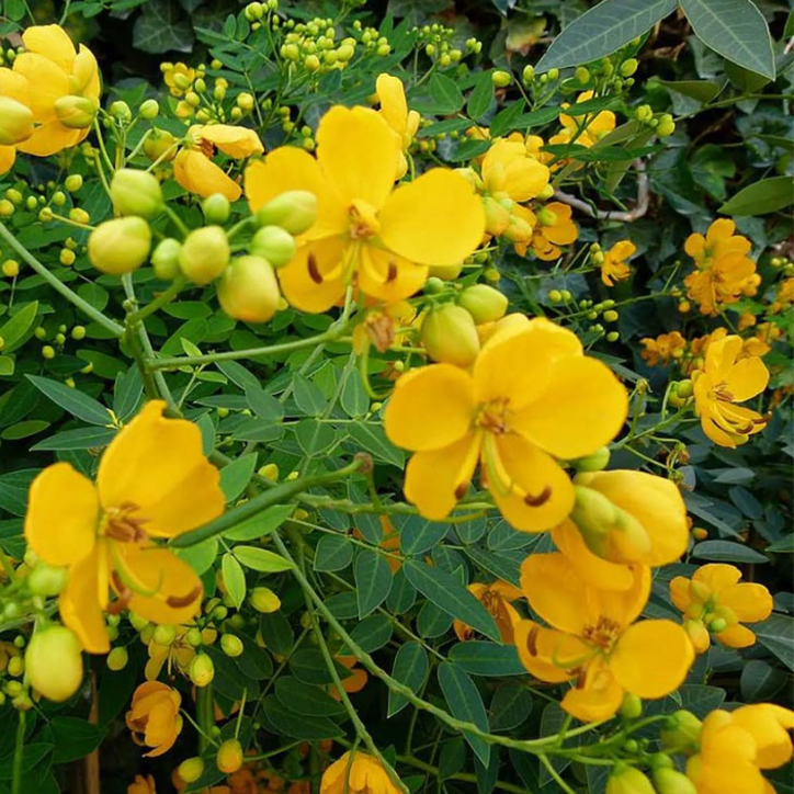 Cassia (Senna)