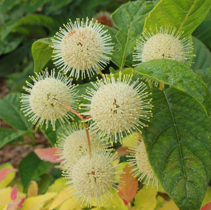 Cephalanthus - Button Bush