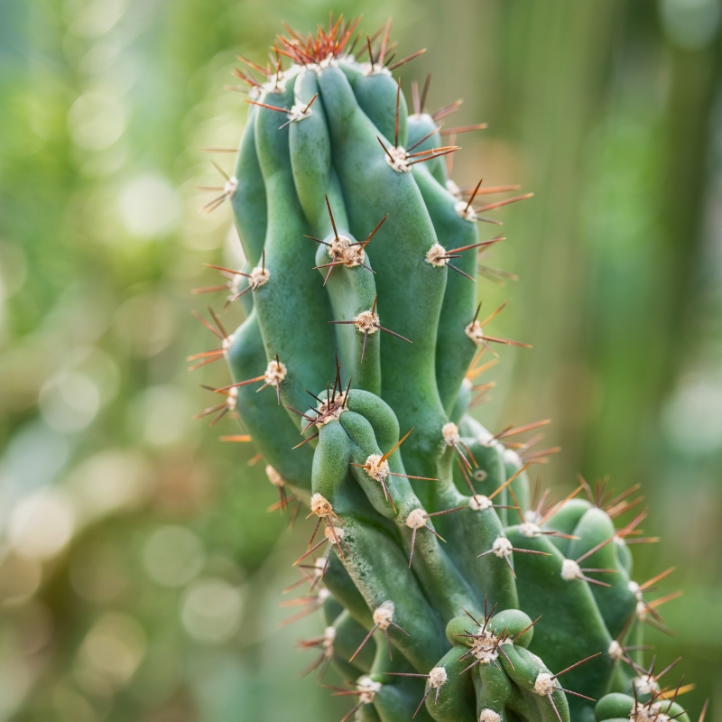 Cereus - Cactus