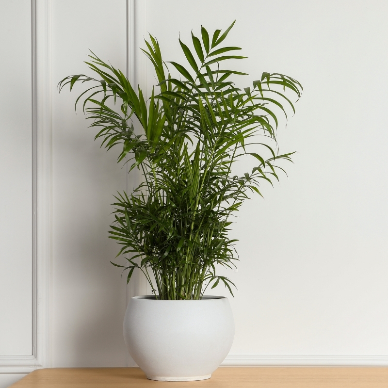 Chamaedorea - Parlour palm