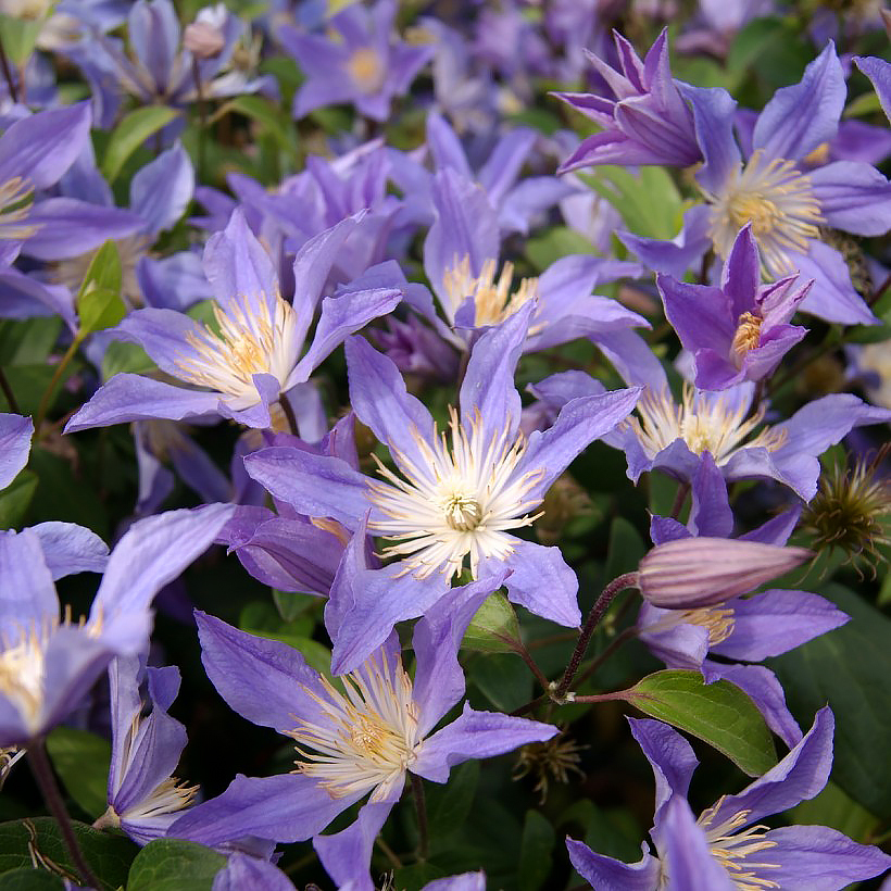 Herbaceous Clematis