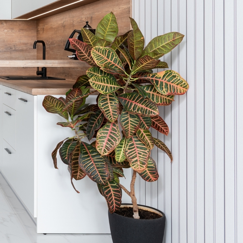 Croton - Codiaeum