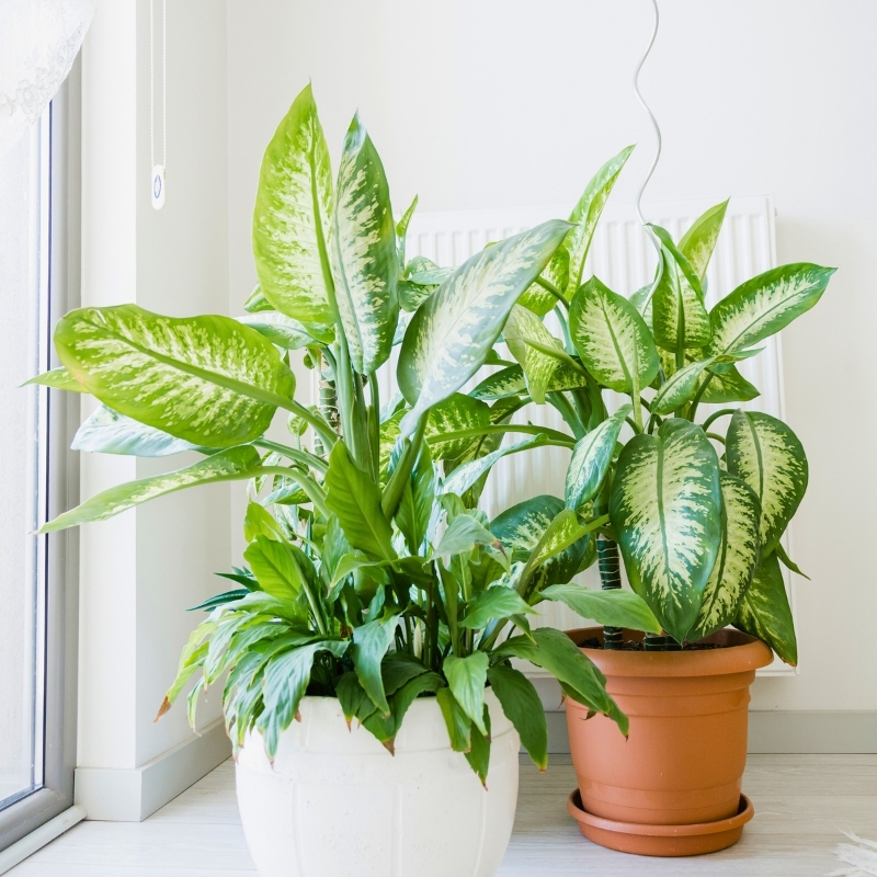 Dieffenbachia - Dumb canes
