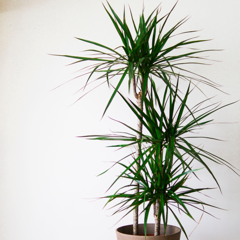 Dracaena - Dragon Tree