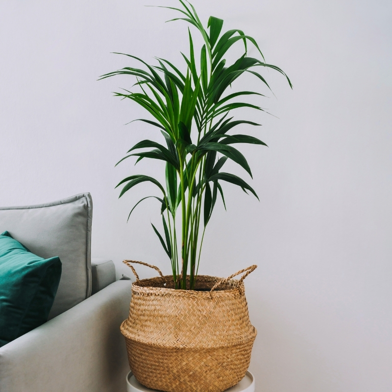 Dypsis - Areca palm