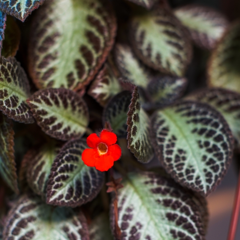 Episcia - Flame violet