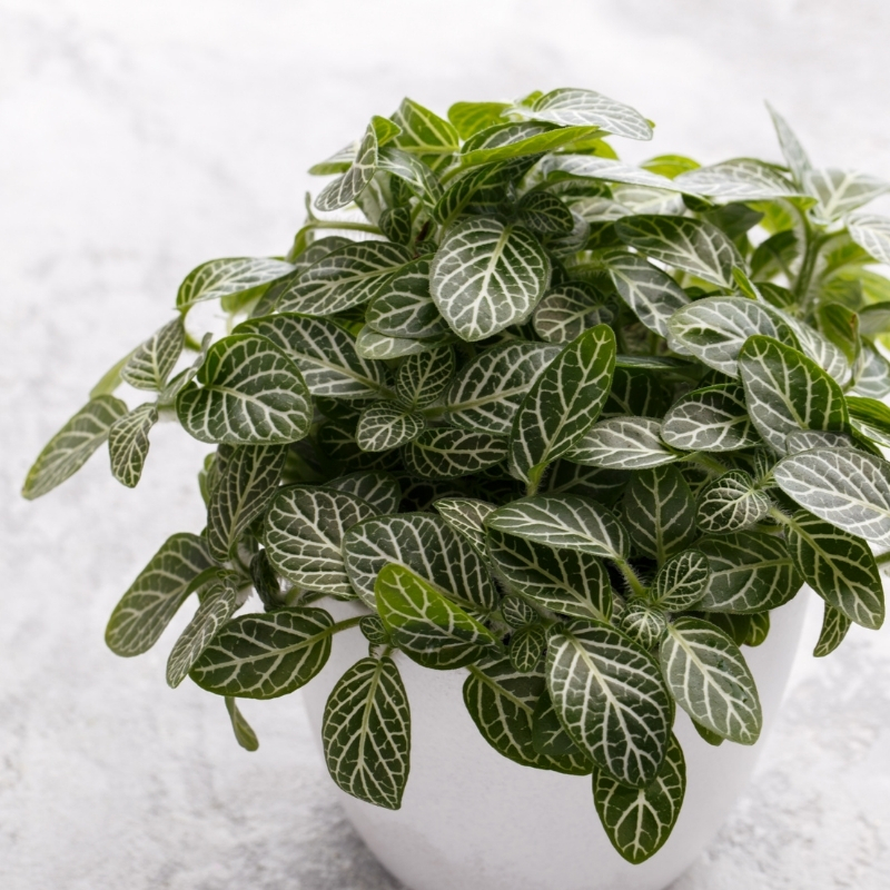 Fittonia - Nerve plant