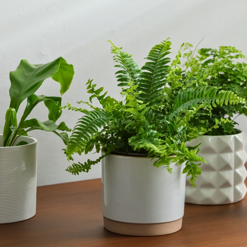 Indoor ferns