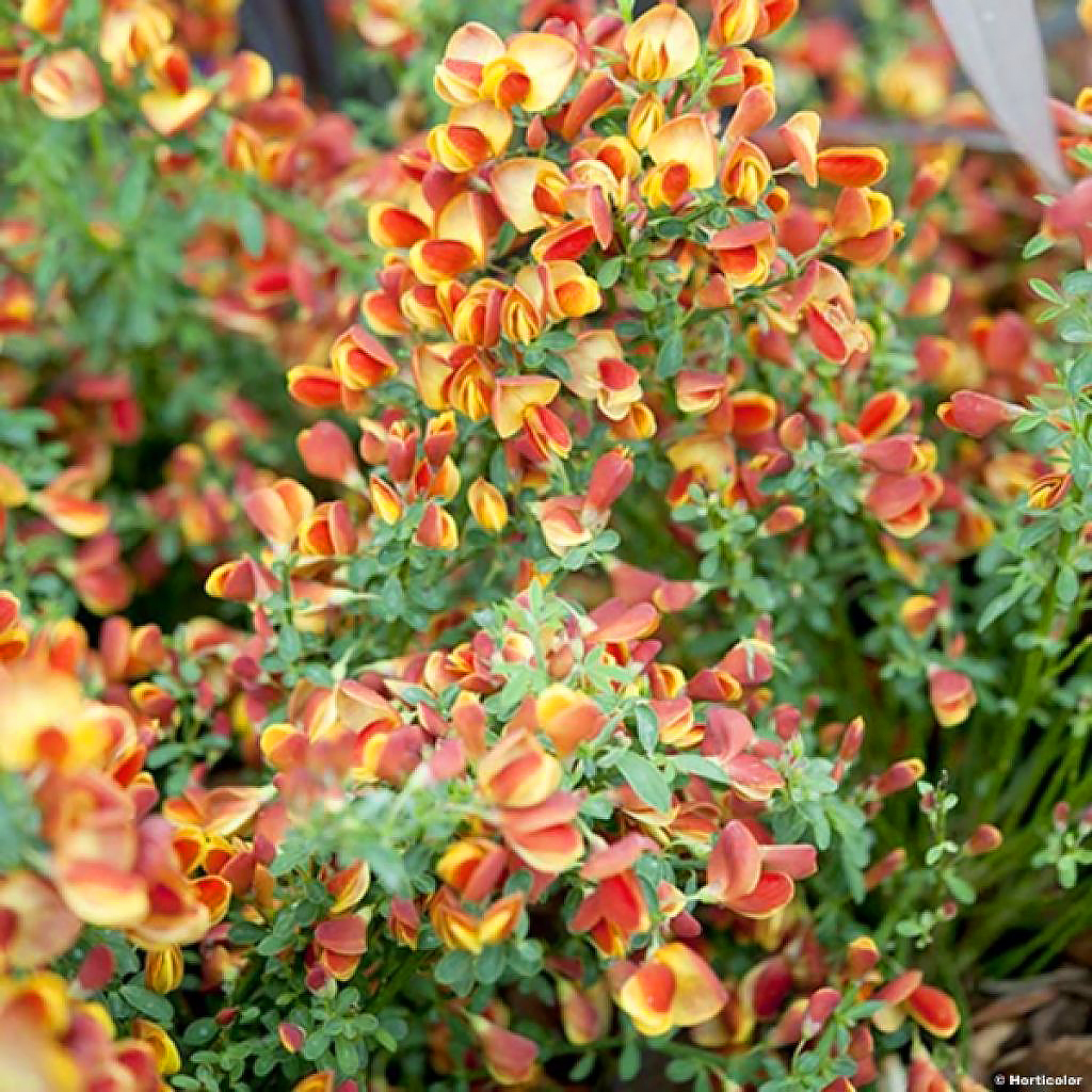 Orange flowering Brooms