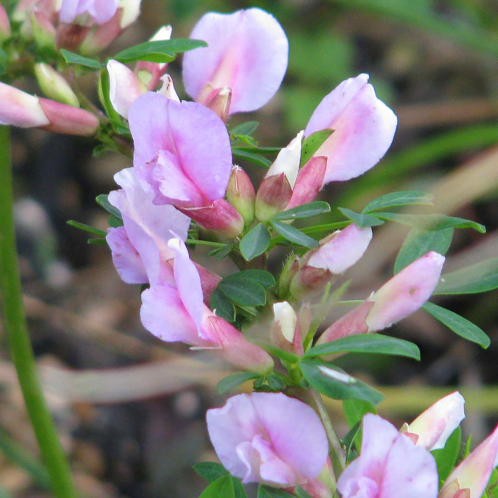 Pink-flowered Brooms