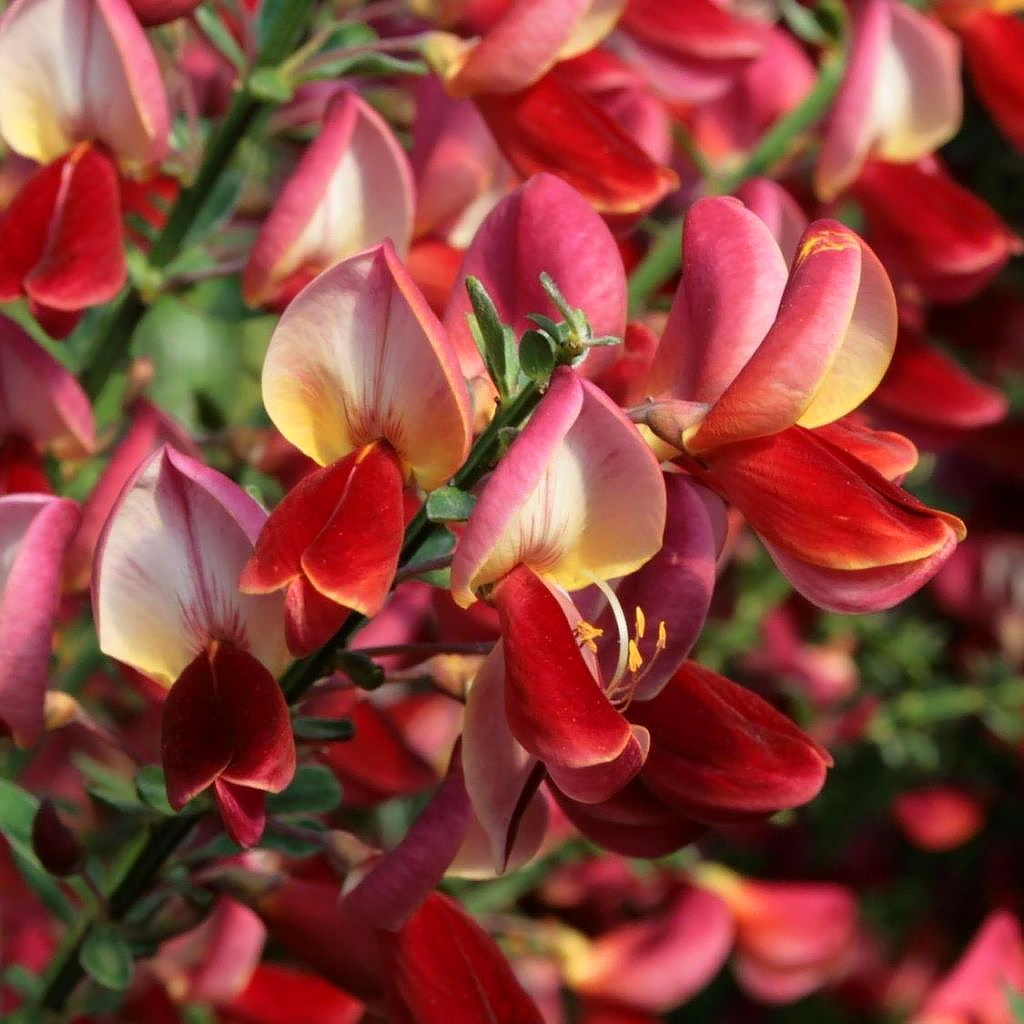 Red flowering Brooms