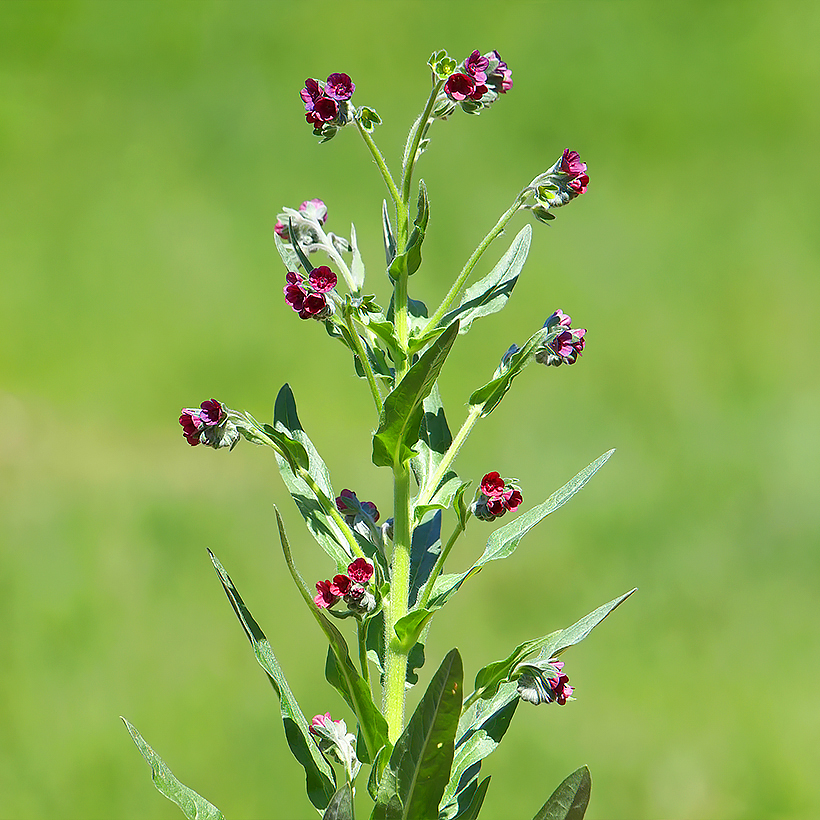 Cynoglossum seeds - Hound's tongue