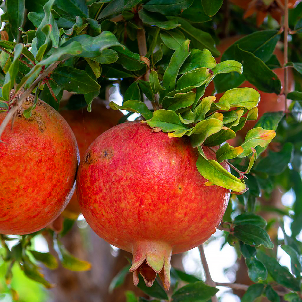 Pomegranate fruit Tree