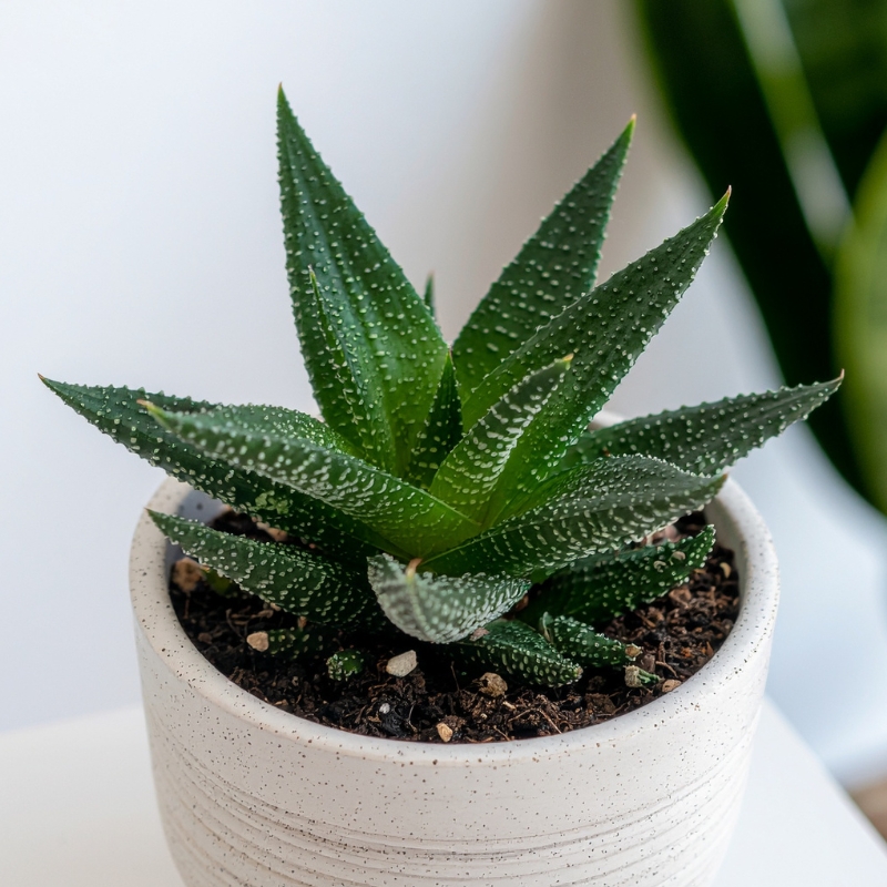 Haworthia – Zebra Plant