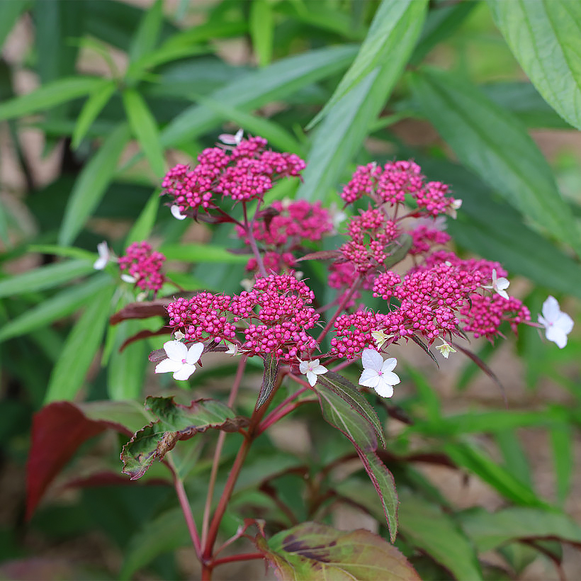 Hydrangea aspera