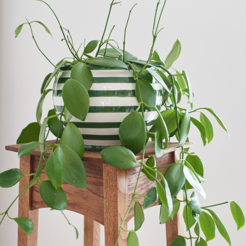 Hoya - Wax plant