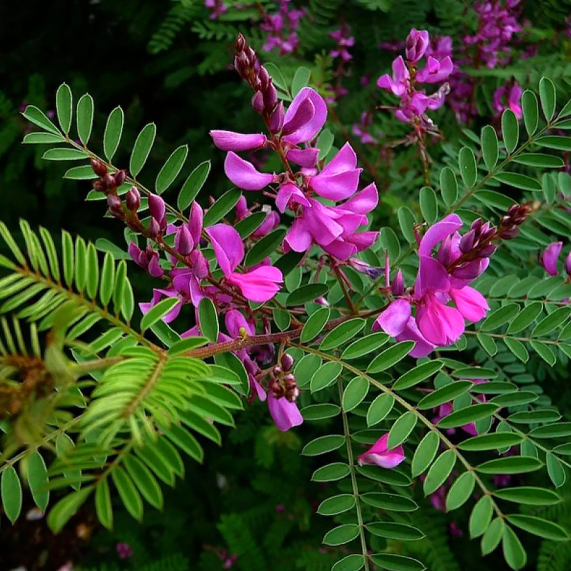 Indigo Plant - Indigofera