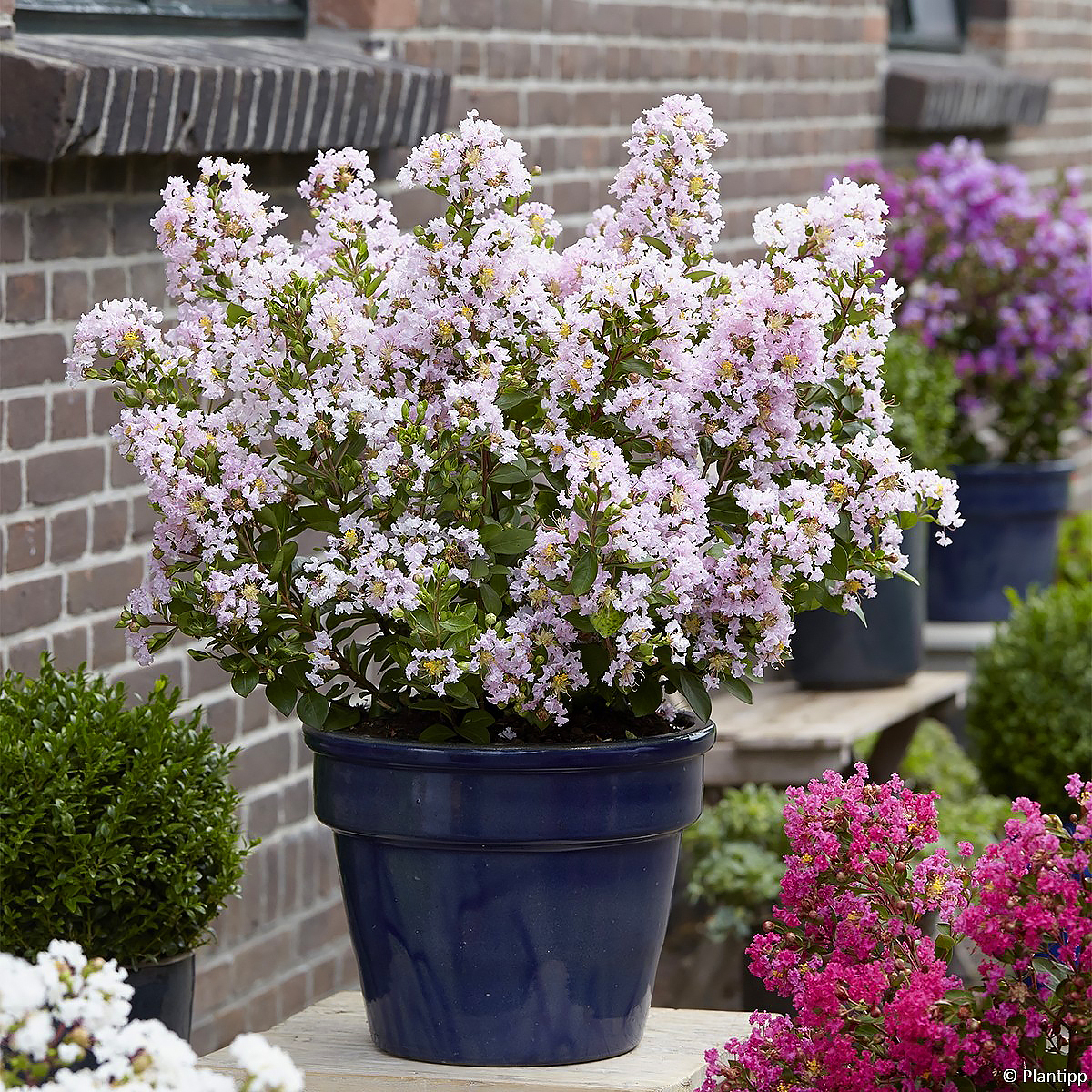 Dwarf Crape Myrtle