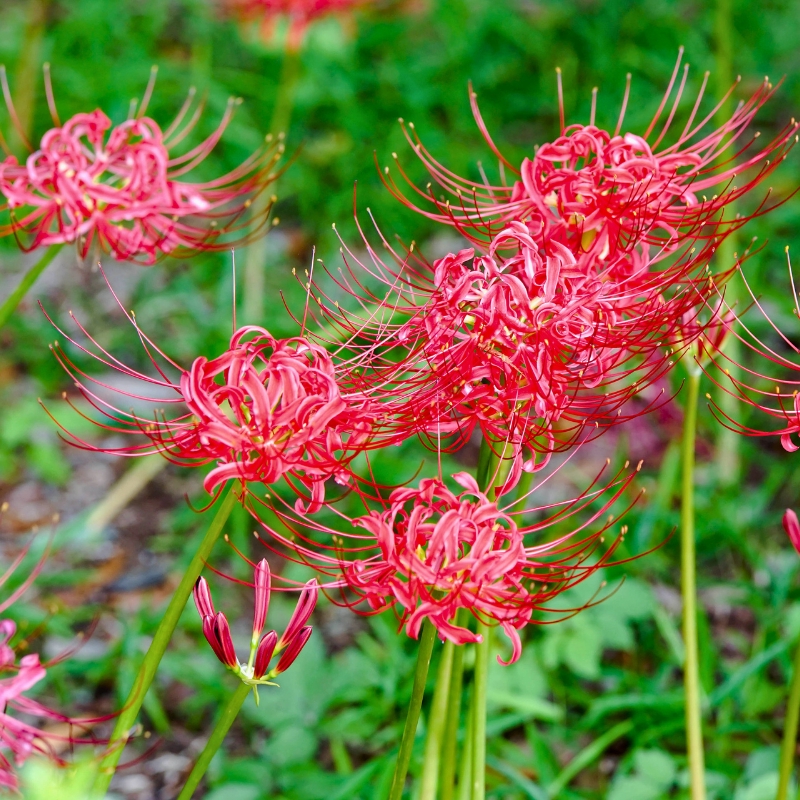 Lycoris