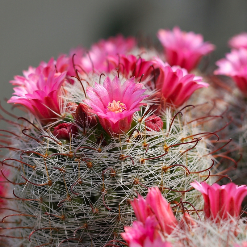 Mammillaria - Cactus