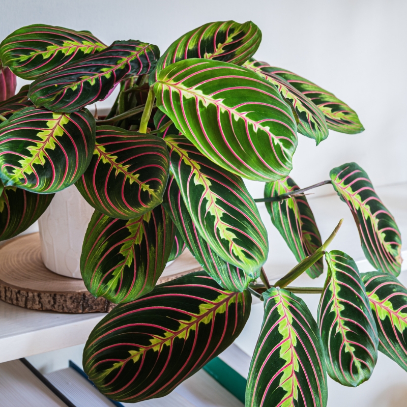 Maranta - Prayer plant