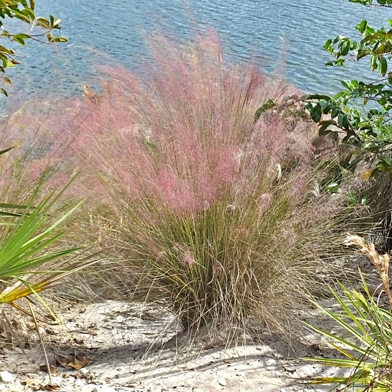 Muhlenbergia - Muhlenbergie