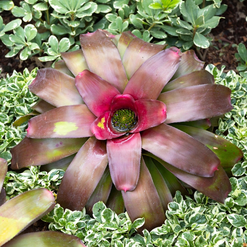 Neoregelia - Bromeliad