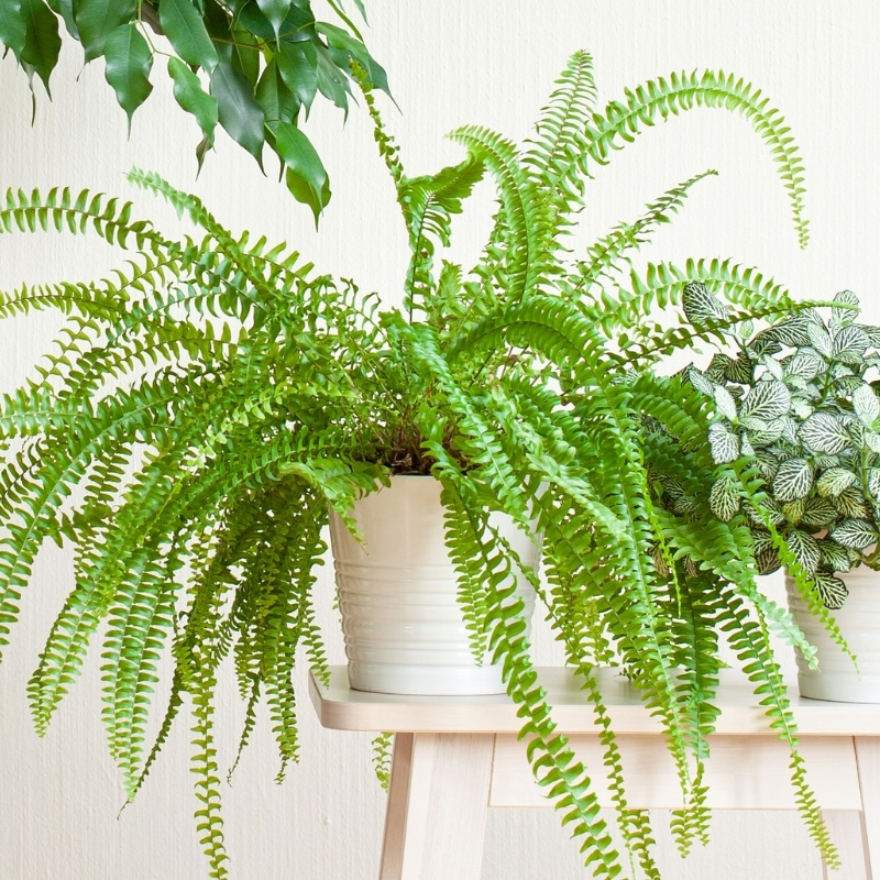 Boston fern - Nephrolepis
