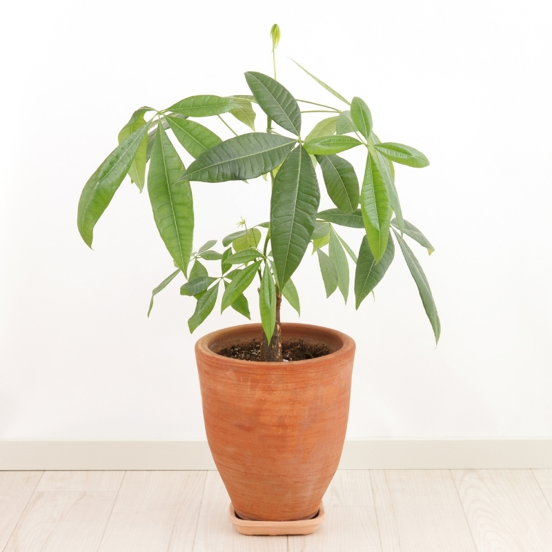 Money tree - Pachira